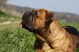 BULLMASTIFF 433